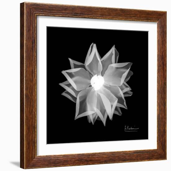 Rose Petals 1-Albert Koetsier-Framed Art Print