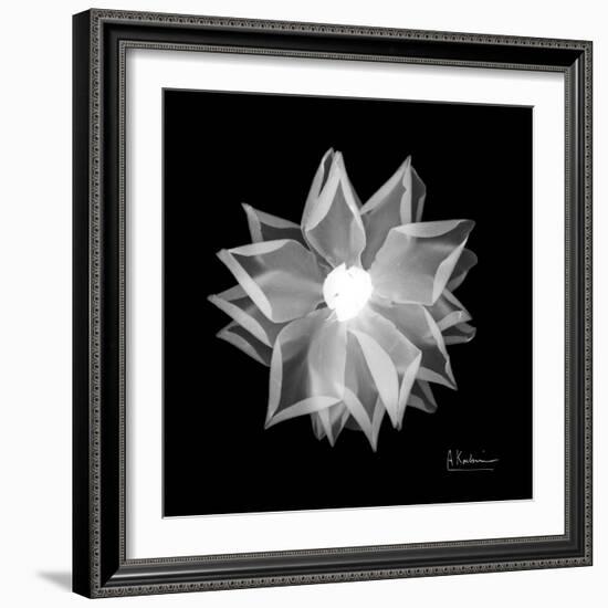 Rose Petals 1-Albert Koetsier-Framed Art Print