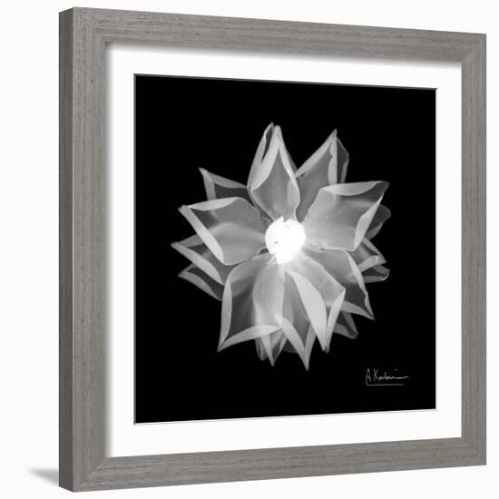 Rose Petals 1-Albert Koetsier-Framed Premium Giclee Print