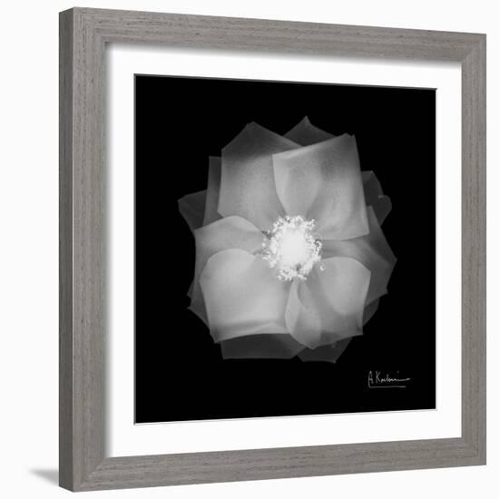 Rose Petals 2-Albert Koetsier-Framed Art Print