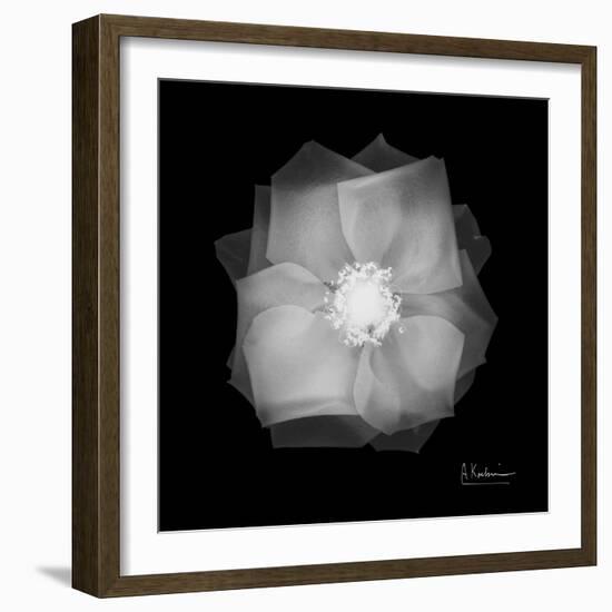 Rose Petals 2-Albert Koetsier-Framed Art Print