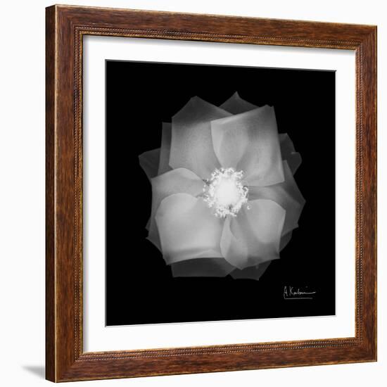 Rose Petals 2-Albert Koetsier-Framed Art Print