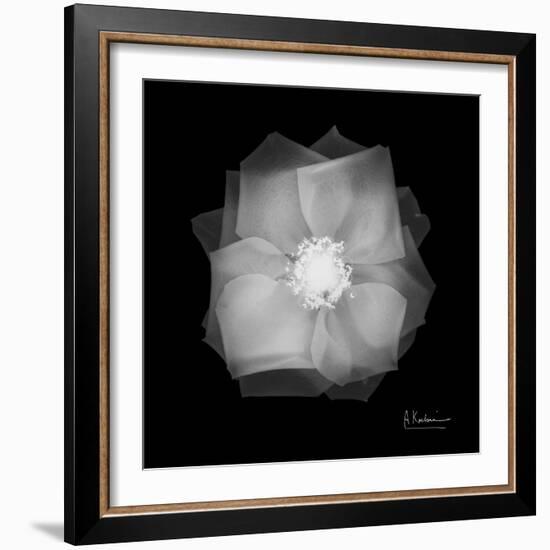 Rose Petals 2-Albert Koetsier-Framed Art Print