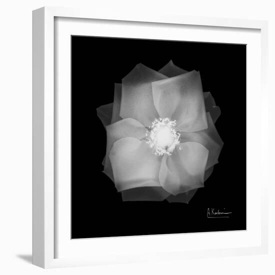 Rose Petals 2-Albert Koetsier-Framed Art Print