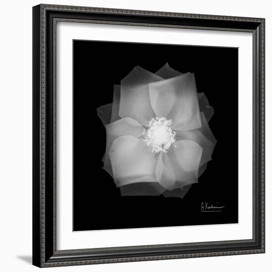 Rose Petals 2-Albert Koetsier-Framed Art Print