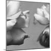 Rose Petals I-Nicole Katano-Mounted Photo