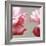 Rose Petals I-Nicole Katano-Framed Photo