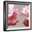 Rose Petals I-Nicole Katano-Framed Photo