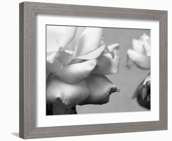 Rose Petals II-Nicole Katano-Framed Photo