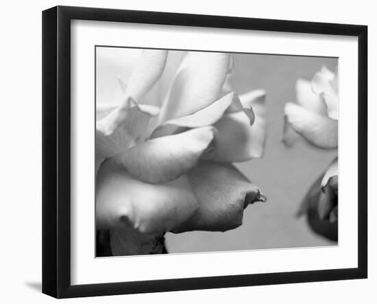 Rose Petals II-Nicole Katano-Framed Photo