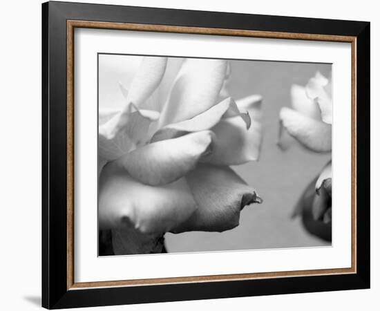 Rose Petals II-Nicole Katano-Framed Photo