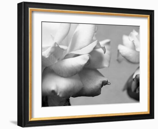 Rose Petals II-Nicole Katano-Framed Photo