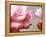 Rose Petals II-Nicole Katano-Framed Stretched Canvas