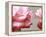 Rose Petals II-Nicole Katano-Framed Stretched Canvas