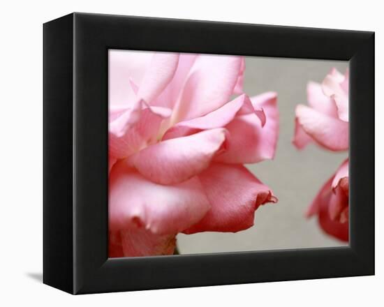 Rose Petals II-Nicole Katano-Framed Stretched Canvas