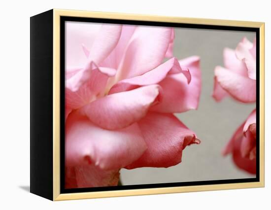 Rose Petals II-Nicole Katano-Framed Stretched Canvas