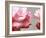 Rose Petals II-Nicole Katano-Framed Photo