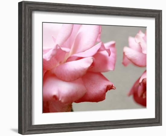 Rose Petals II-Nicole Katano-Framed Photo