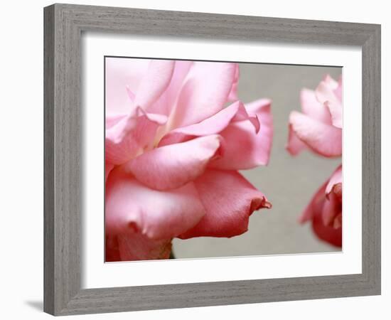 Rose Petals II-Nicole Katano-Framed Photo