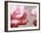 Rose Petals II-Nicole Katano-Framed Photo