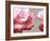 Rose Petals II-Nicole Katano-Framed Photo