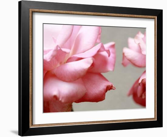 Rose Petals II-Nicole Katano-Framed Photo