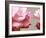 Rose Petals II-Nicole Katano-Framed Photo