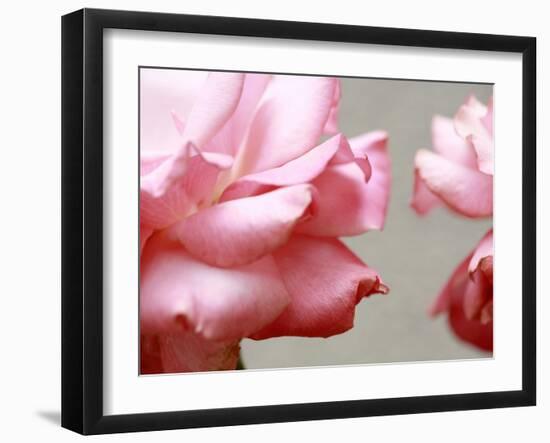 Rose Petals II-Nicole Katano-Framed Photo