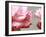 Rose Petals II-Nicole Katano-Framed Photo