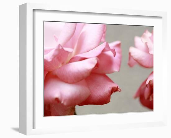 Rose Petals II-Nicole Katano-Framed Photo