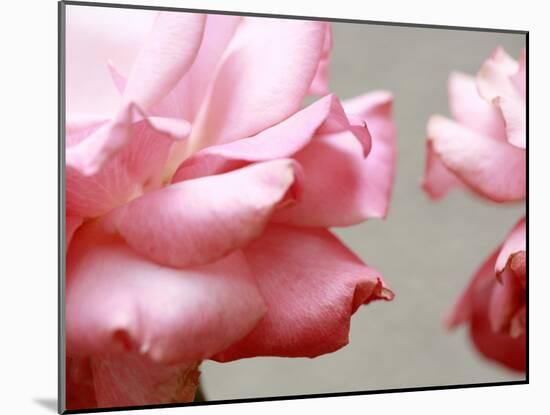 Rose Petals II-Nicole Katano-Mounted Photo