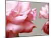 Rose Petals II-Nicole Katano-Mounted Photo