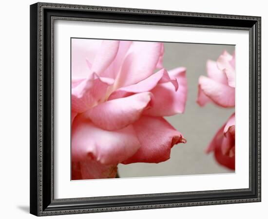 Rose Petals II-Nicole Katano-Framed Photo