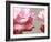 Rose Petals II-Nicole Katano-Framed Photo