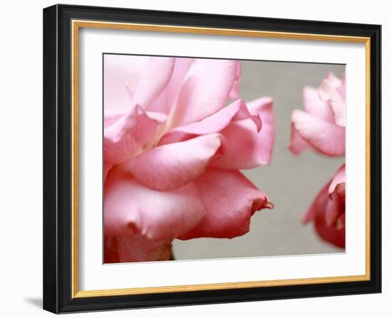 Rose Petals II-Nicole Katano-Framed Photo