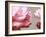 Rose Petals II-Nicole Katano-Framed Photo