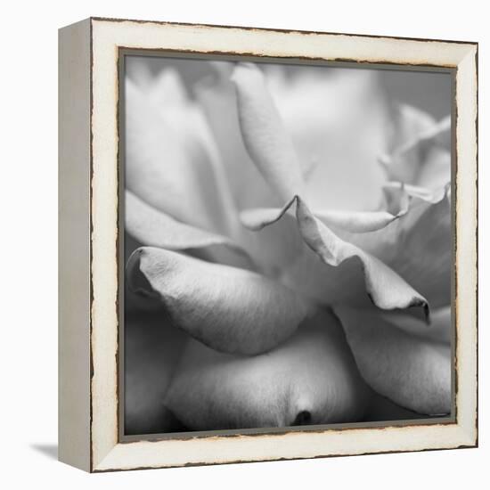 Rose Petals II-Nicole Katano-Framed Stretched Canvas