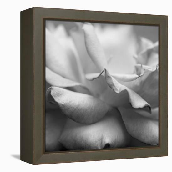 Rose Petals II-Nicole Katano-Framed Stretched Canvas