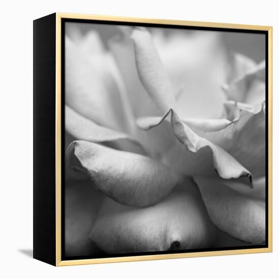 Rose Petals II-Nicole Katano-Framed Stretched Canvas