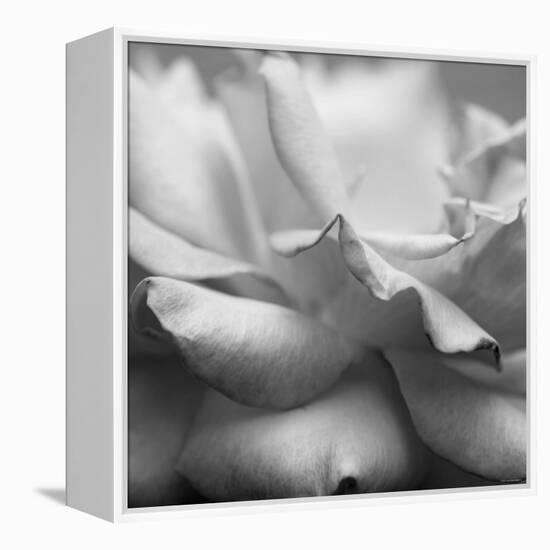 Rose Petals II-Nicole Katano-Framed Stretched Canvas