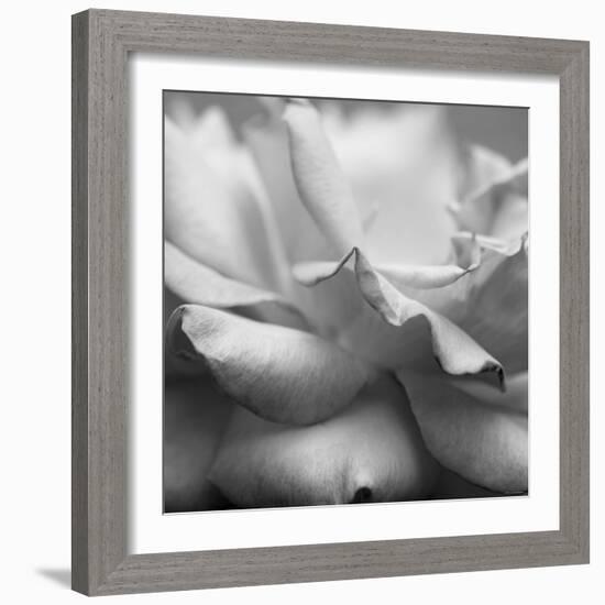 Rose Petals II-Nicole Katano-Framed Photo