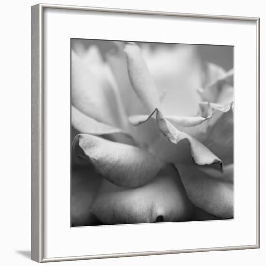 Rose Petals II-Nicole Katano-Framed Photo