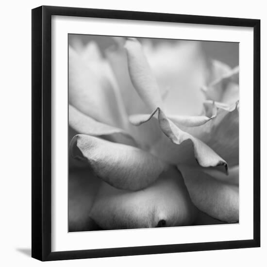 Rose Petals II-Nicole Katano-Framed Photo