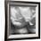 Rose Petals II-Nicole Katano-Framed Photo