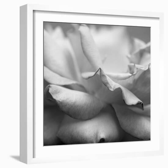 Rose Petals II-Nicole Katano-Framed Photo