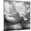 Rose Petals II-Nicole Katano-Mounted Photo