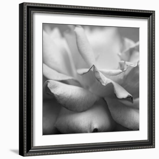 Rose Petals II-Nicole Katano-Framed Photo