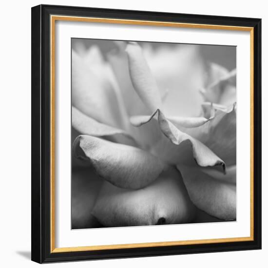 Rose Petals II-Nicole Katano-Framed Photo