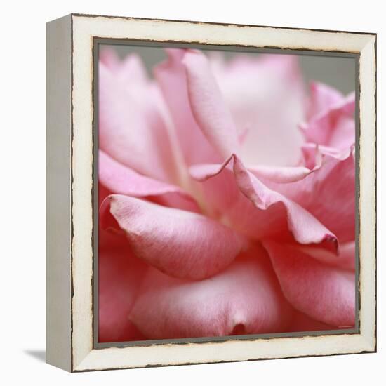 Rose Petals III-Nicole Katano-Framed Stretched Canvas