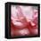 Rose Petals III-Nicole Katano-Framed Stretched Canvas